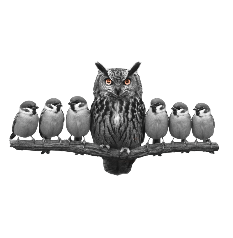 Small birds on a branch, a big owl in the middle