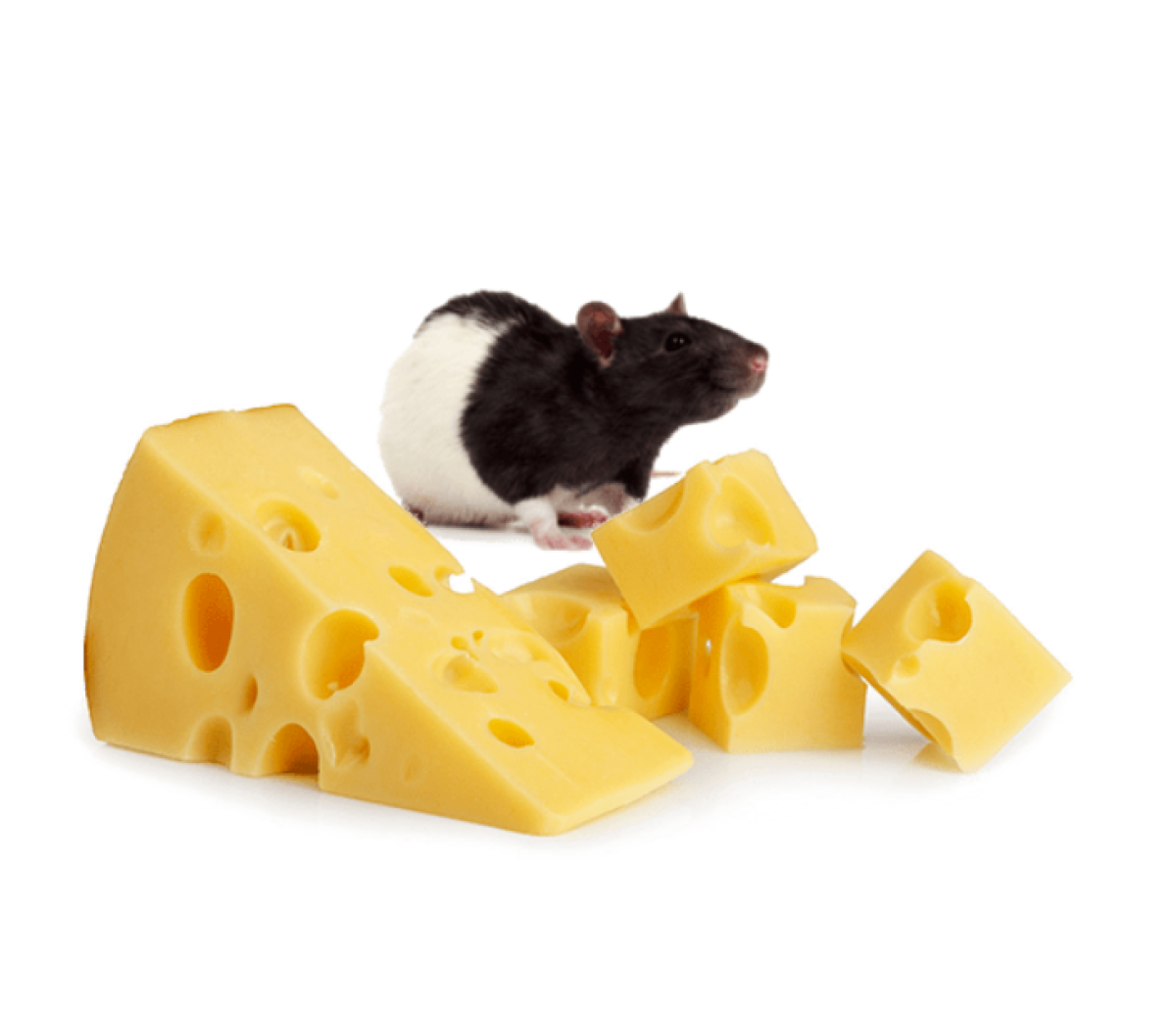 Mouse and cheese