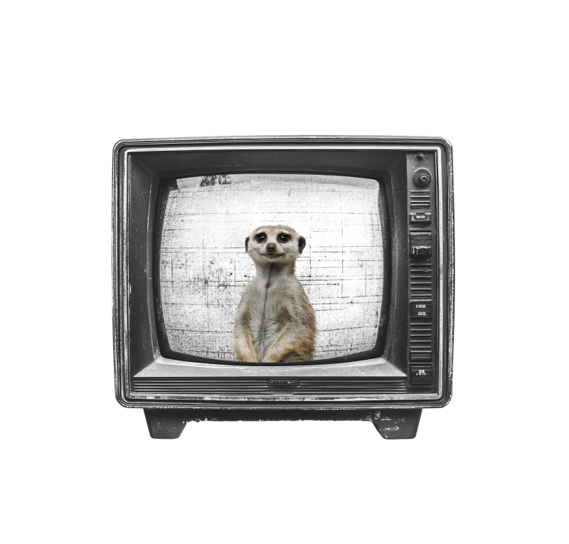 Surikata on TV