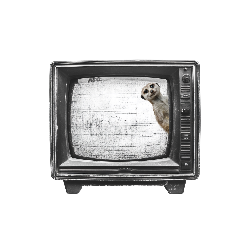 Surikata on TV