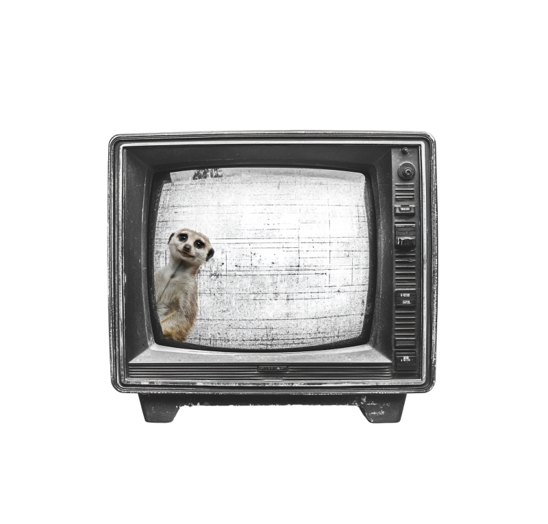 Surikata on TV